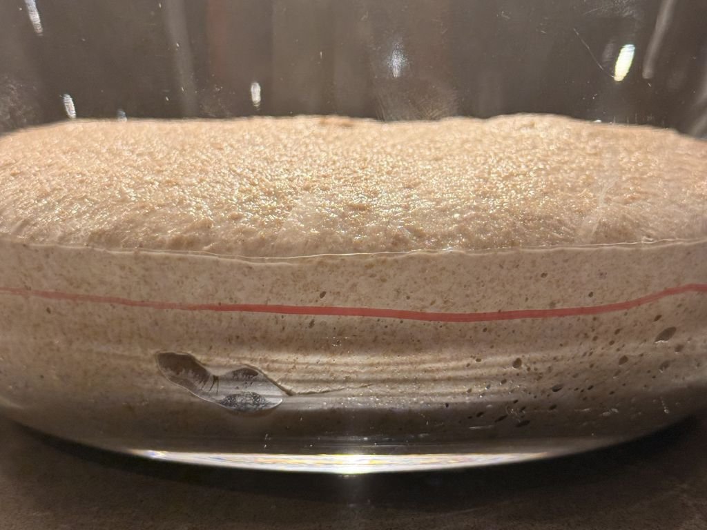 speltmeel-zuuurdembrood-deeg-bulkrijs-klaar-zijkant speltmeel zuurdesembrood deeg bulkrijs klaar zijkant